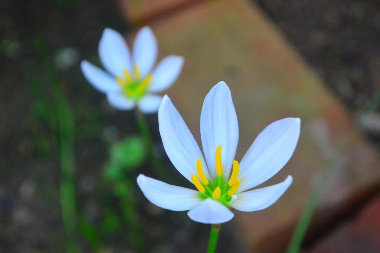 Amami-Green-Garden Екстериор снимка
